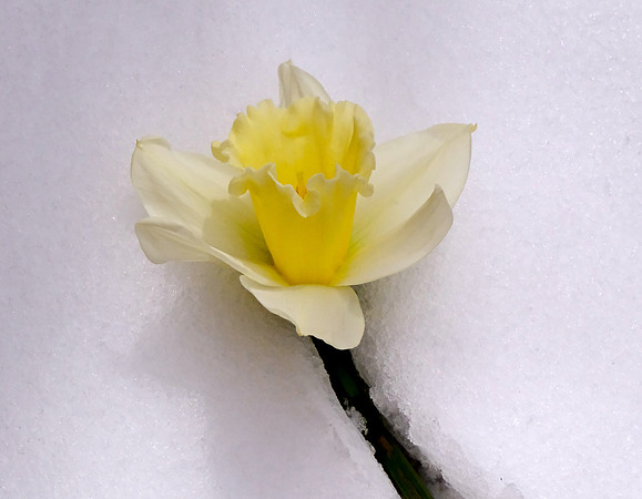 daffodil & vase still life 7 2025