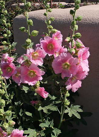 Hollyhocks 1 2025