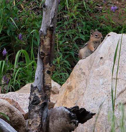 chipmunk still life along Aspen Vista Trail 2025