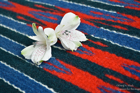 Peruvian lily and rug 315