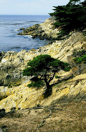 Monterey cypress color