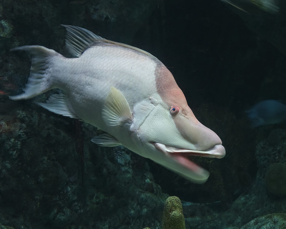 Animals - fish at Albuquerque Aquairium 2025