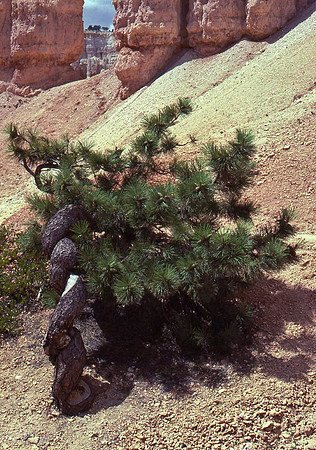 bristlecone pine tree Bryce Canyon