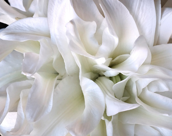 lilies color 3 2024