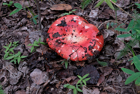Mushrooms along Aspen Vista Trail 3 2025