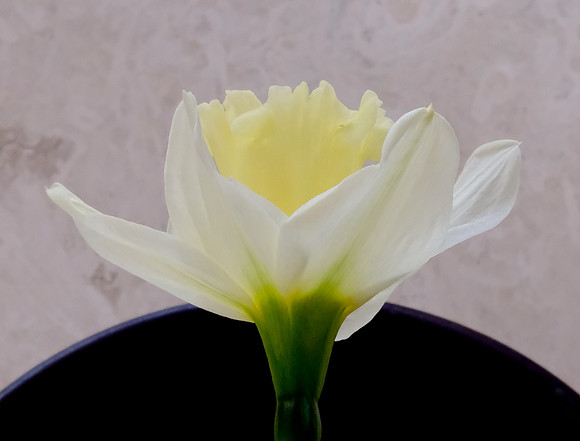 daffodil & vase still life 6 2025