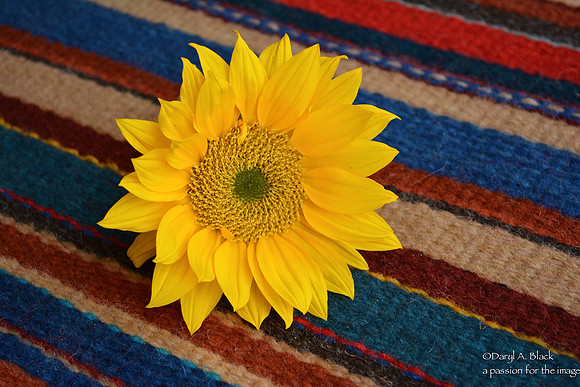 sunflower and rug 325