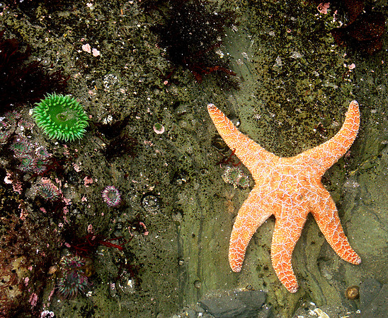 starfish and sea urchins in tide pool Washington state