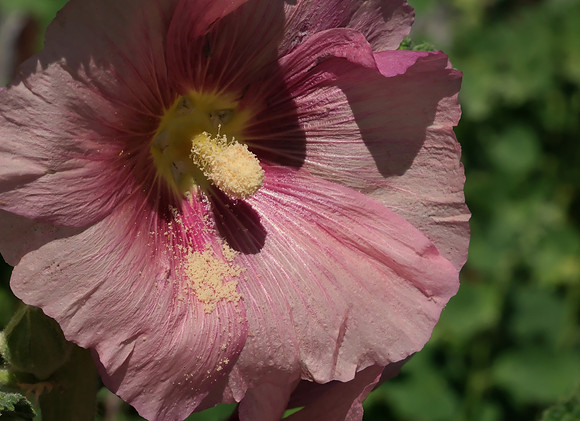 Hollyhocks - in praise of pollen 3