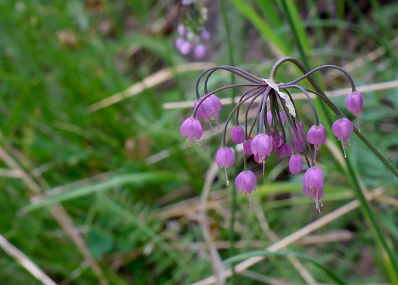 Flowers - nodding onion along Aspen Vista Trail 2025