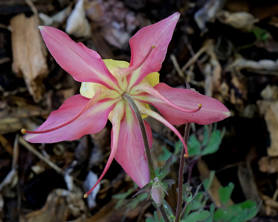 Columbine - McKana Giant 1 2025