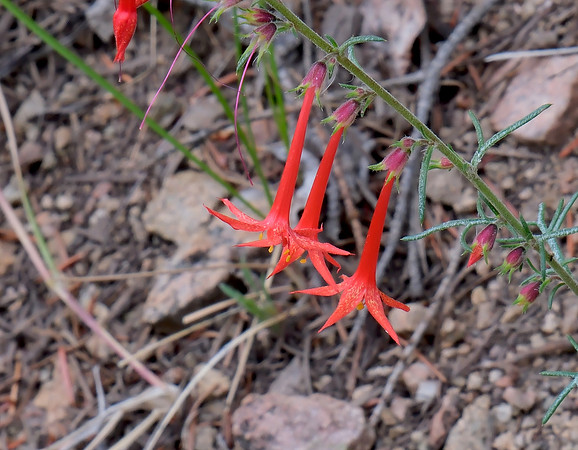 Flowers - scarlet gilia (skyrocket) along Aspen Vista Trail  1 2025