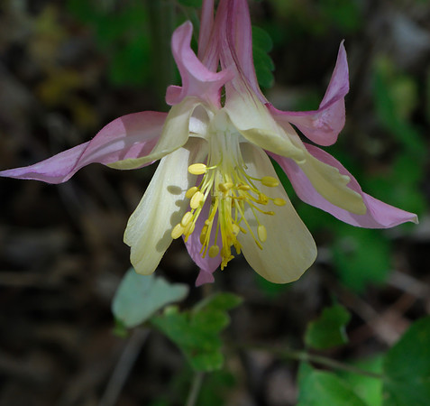Columbine - McKana Giant 6 2025