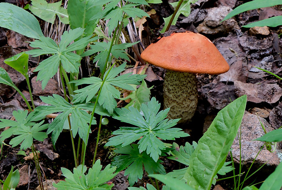 Mushrooms along Aspen Vista Trail  1 2025