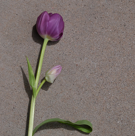 Flowers - tulips from Cristina 6 2025