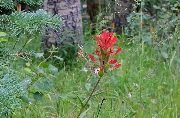 Flowers along Aspen Vista Trail - penstemon 1 2025
