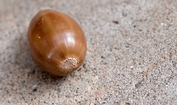 acorn study 2024 1