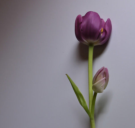 Flowers - tulips from Cristina 4 2025