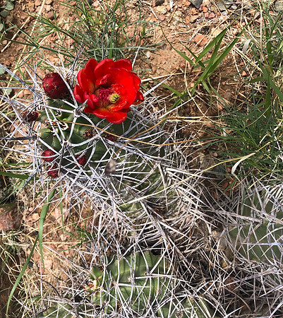 flowers and plants - Claret cup cactus 2 2025