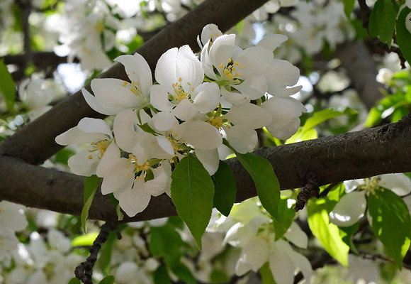 Trees - flowering fruit trees 2 2025