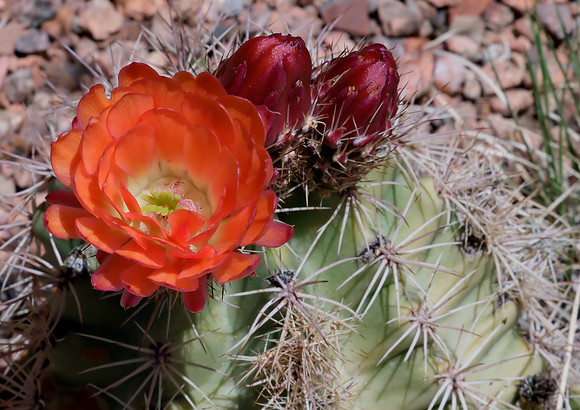 flowers and plants - barrel cactus 2 2025