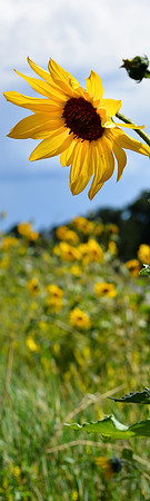 Flowers - sunflowers (4 of 7)-2