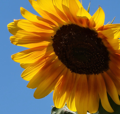 flowers in Santa Fe 4 2025
