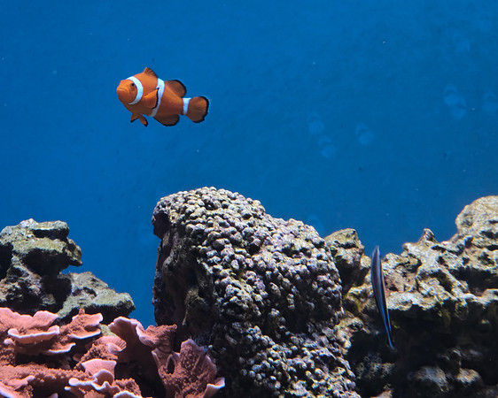 Animals - Clownfish and wrasse, Albuquerque Aquarirum 2025