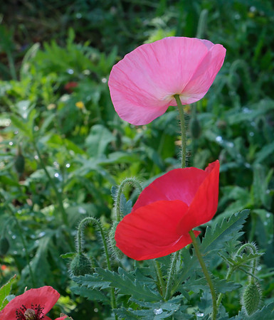 wildflower garden at PERA Santa Fe 4 2025