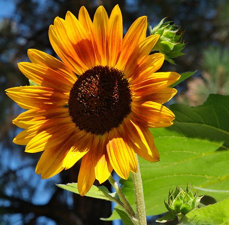 Flowers - sunflowers in Santa Fe 1 2025