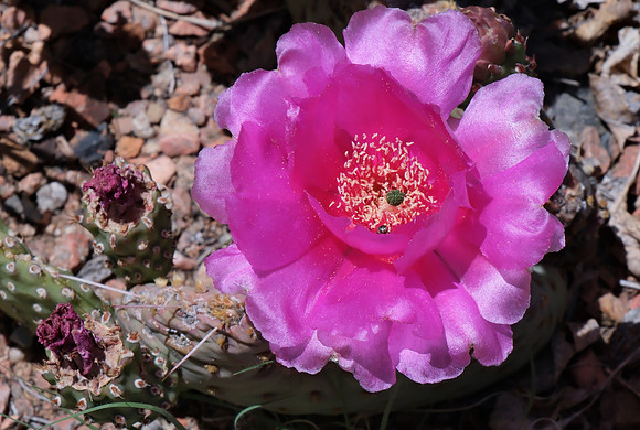 flowers and plants - prickly pear cactus fuchsia color 2 2025