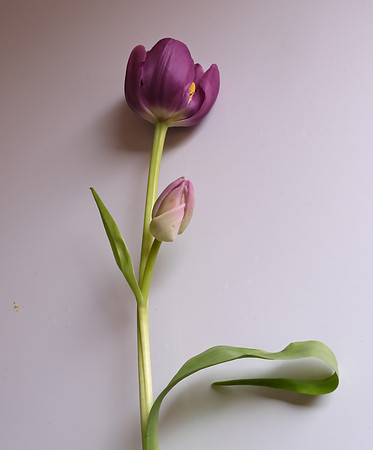 Flowers - tulips from Cristina 5 2025