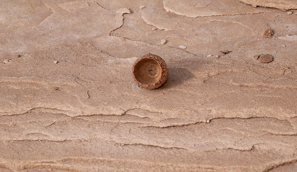 acorn study 2024 5