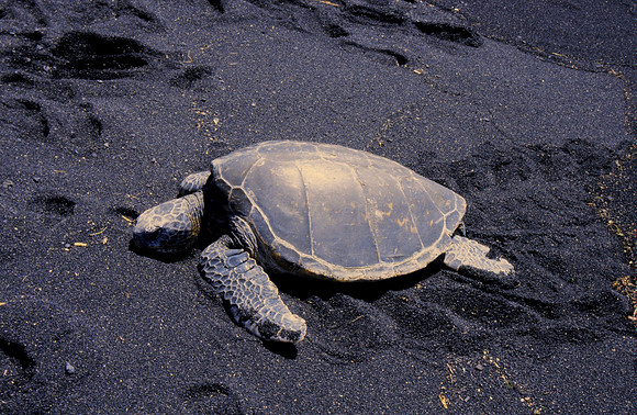sea turtle on black sand beach, Big Island of Hawaii