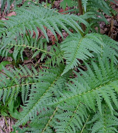 Flowers - Fern leaf Lousewort leaves 2025
