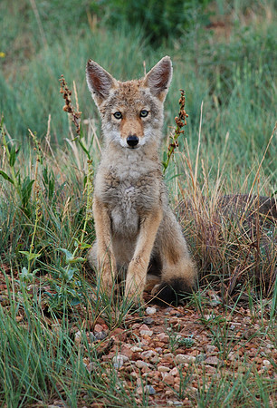 Coyote pup