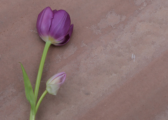 Flowers - tulips from Cristina 7 2025