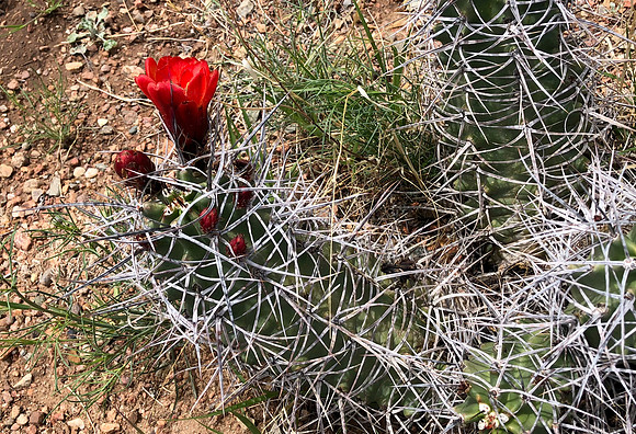 flowers and plants - Claret cup cactus 1 2025