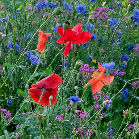 wildflower garden at PERA Santa Fe 7 2025