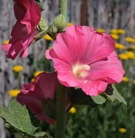 Hollyhocks 9 2025