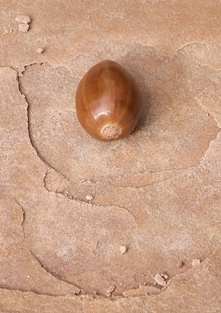 acorn study 2024 3