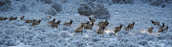 elk running in snow
