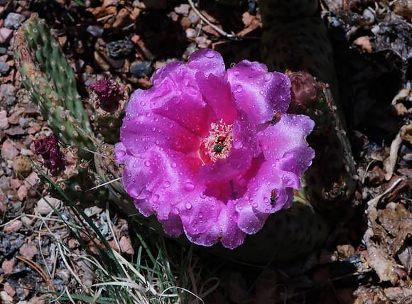 flowers and plants - prickly pear cactus fuchsia color 1 2025