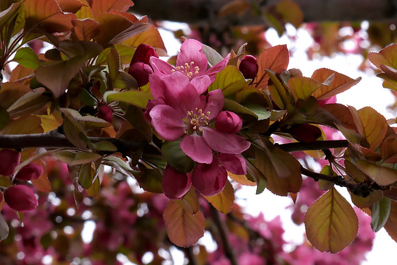 Trees - flowering fruit trees 12 2025