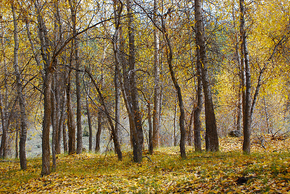 cottonwoods (narrowleaf)