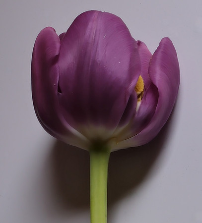 Flowers - tulips from Cristina 3 2025