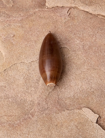 acorn study 2024 4