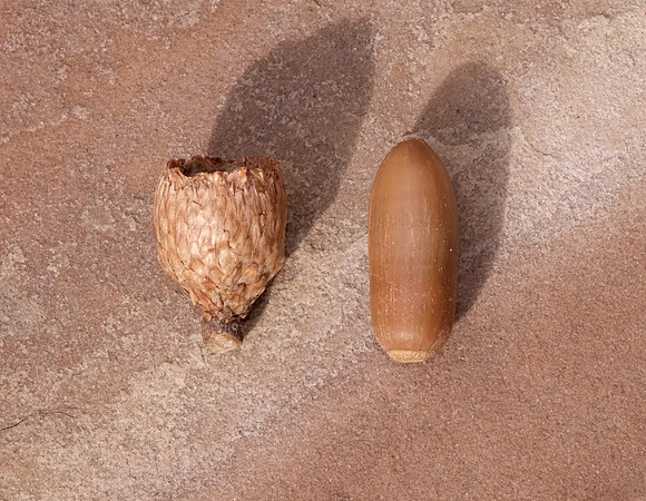 acorn study 2024 6
