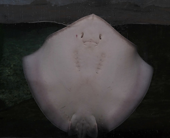 Animals - Manta ray, Albuquerque Aquairiuam  2025