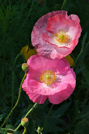 wildflower garden at PERA Santa Fe 6  2025